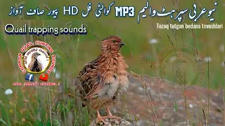 common Quail sound 2024 | Awaz Batair 2024 | Batair Awaz 2024