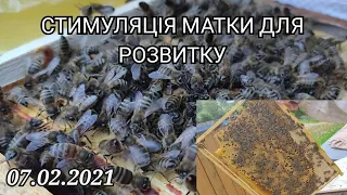 Стимуляція матки для ранньо-весняного розвитку! Як це робити правильно?