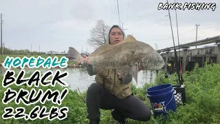 Bank Fishing Hopedale and Shell Beach BIG DRUM!!!