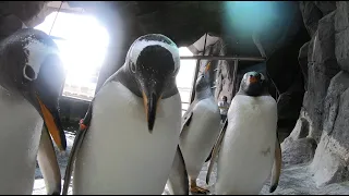 Пингвин-шпион: впервые в истории Зоопарка