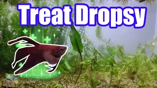 Treating Betta Fish Dropsy: A Complete Scientific Step by Step Guide