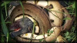 Python kills Pig 01 - Dangerous Animals in Florida