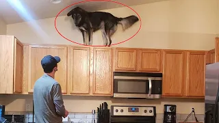 Reason why owning a dog is not easy -  Funny ANNOYING & TROUBLEMAKING DOGS