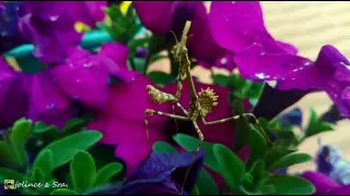 Mantis palo (Empusa pennata)