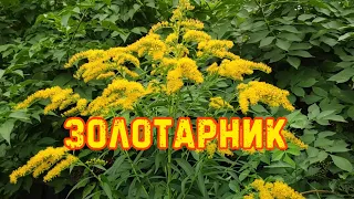 Золотарник. Лечебные свойства