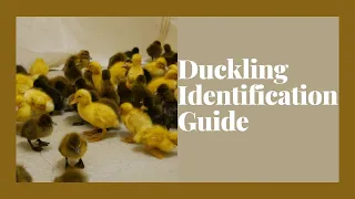 Duckling Identification Guide