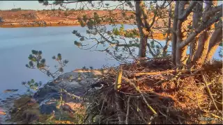 2016/10/08 11h norwegian WTE nest a magpie visit the nest