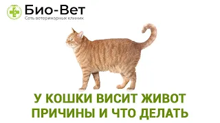 У Кошки Висит Живот Причины и Что Делать // Сеть Ветклиник БИО-ВЕТ