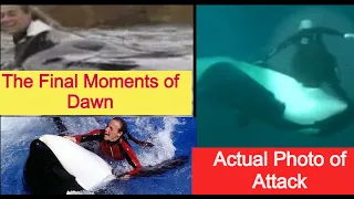 The Terrifying Killer Whale - Tilikum’s Final Victim Dawn