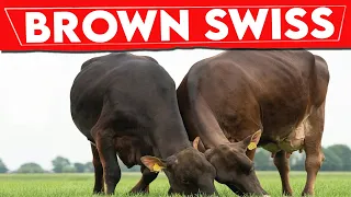 ⭕ BROWN SWISS History  ✅ Milking Cows In The World || BROWN SWISS