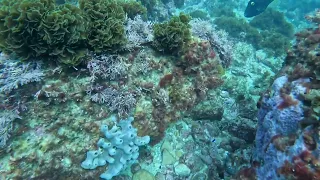 Sydney Blue Fish Point Dive