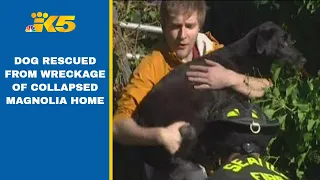 Dog rescued from wreckage of collapsed Magnolia house 6 days later