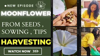 Moonflowers secret 🕷revealed through seeds harvesting & growing #hotpooriz #growmoonflowerfromseeds