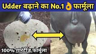 गाय/भैंस की थन,लेवटी(Udder) बढ़ाने का No.1 देसी फॉर्मूला|Levti bdhane|Increase udder of cow/buffalo.