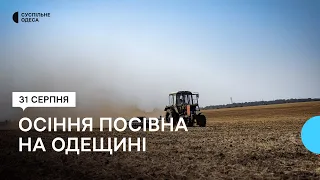 Осіння посівна на Одещині: достатньо насіння та палива, але посуха створює проблеми