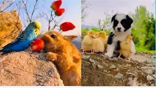 Best Funny Animals Video 2024 🐶😸 TRY NOT TO LAUGH 😆🤣 cats and dogs funny mouse🐁 video ep #16