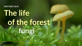 The life of the forest. Fungi