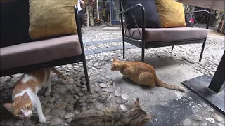 Турция: кошки в Стамбуле
