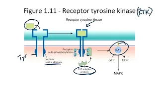 Receptors and Signaling Pathways for the USMLE Step 1