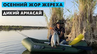 Дикий "Арнасай" осенний жор жереха (Рыбалка в Узбекистане)