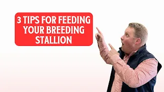 3 Tips for Feeding Your Breeding Stallion