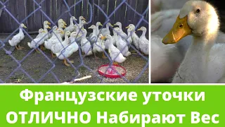 А ШО там у Галины? Первые Впечатления о ФРАНЦУЗСКОЙ Селекции УТОК Стар 53.