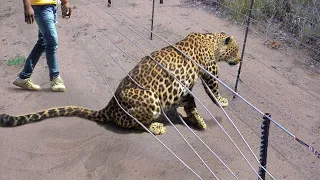 Animales que piden ayuda y bondad a la gente