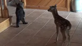 Baby Bear Tries to be Friends with Baby Deer