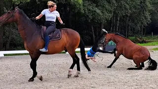 Pferd anreiten kann gut gehen - muss es aber nicht 🧨Jungpferdeausbildung