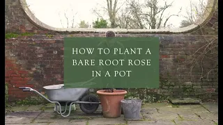 Planting a bare root rose in a pot
