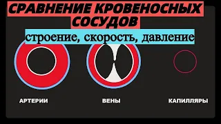 Сравнение кровеносных сосудов (артерии, вены, капилляры) анатомия ЕГЭ