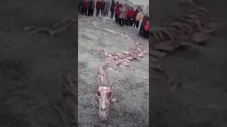 Real Dragon Skeleton found in China | DARKIVAVERSE