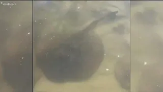 It's time to do the 'stingray shuffle' at San Diego beaches