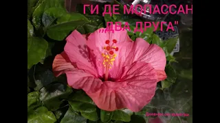 ГИ ДЕ МОПАССАН  ,,ДВА ДРУГА"  Аудиокнига