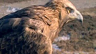 Golden Eagle vs. Jackrabbit | National Geographic