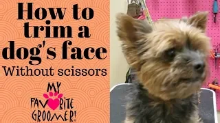 How to trim a dog's face without scissors