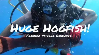 Florida Middle Grounds SCUBA Dive 1 | Spearfishing Huge Hogfish, Grouper and Red Snapper! Red Rum