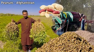 Peanuts of Afghanistan | Helmand - Nad ali | هلمند ممپلي