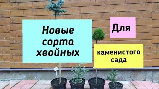 Новые сорта хвойных для каменистого сада.