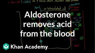 Aldosterone removes acid from the blood | Renal system physiology | NCLEX-RN | Khan Academy