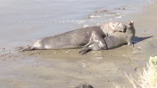March 2 - Elephant Seals