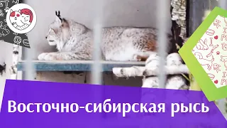 Восточно сибирская рысь Описание на ilikepet