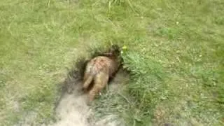 Amazing Border Terriers down rabbit hole