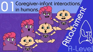 Caregiver infant interactions - Attachment [A-Level Psychology]