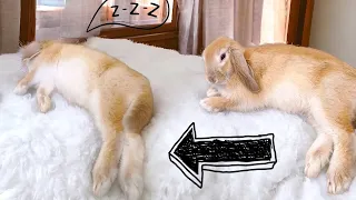 Soothing Bunny Trying to go to Sleep #freeroamrabbit #rabbit #bunny