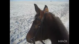 Лошадь дома. Зимняя проездка.