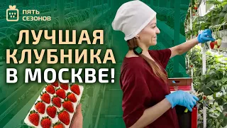 Пять сезонов — лучшая клубника в Москве!