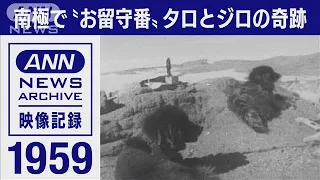 生きていたタロとジロ。カラフト犬置き去りの悲劇から生まれた南極観測の“奇跡”(1959年)【映像記録　news archive】