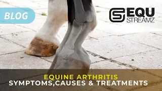 EQU StreamZ | Equine Arthritis, Causes, Symptoms and Treatments