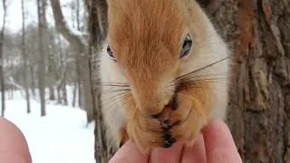 Красивая белка с большими глазами / Beautiful squirrel with big eyes
